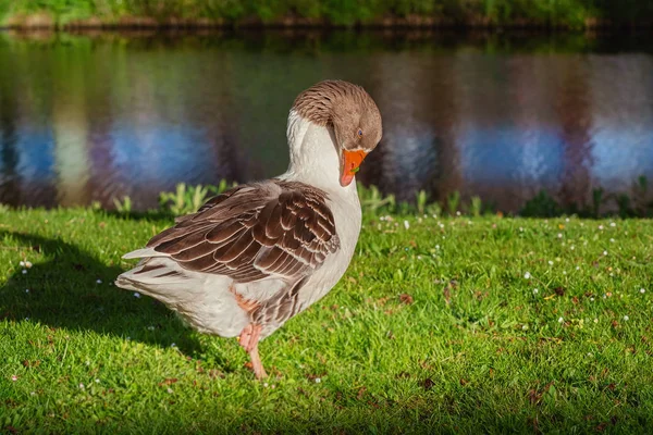 Grå Gåsen på gräset — Stockfoto