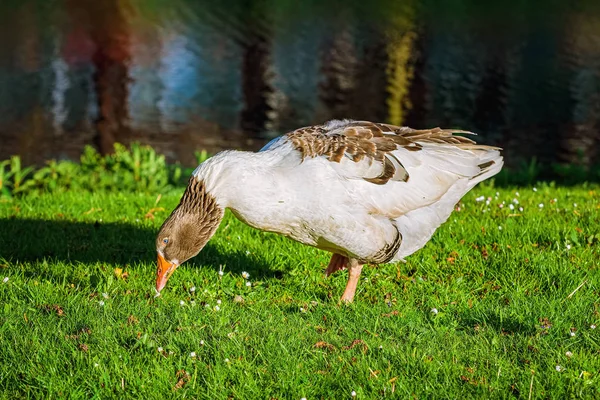 Çimenlerin üzerinde gri kaz — Stok fotoğraf