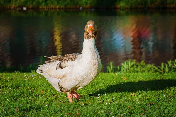 Szürke lúd a fűben — Stock Fotó