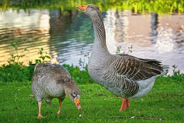 Oies grises sur l'herbe — Photo