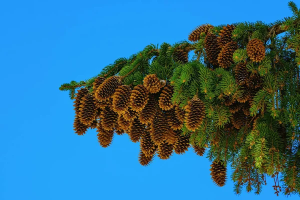 Branch of spruce with strobiles — Stock Photo, Image