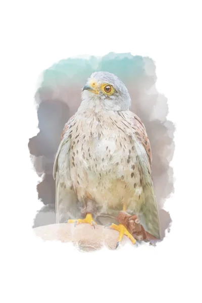Desenho digital (estilo aquarela) de kestrel comum — Fotografia de Stock