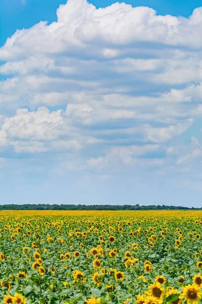 Zonnebloemen veld in Bulgarije — Stockfoto