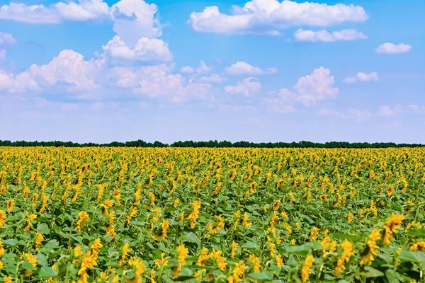 Sunflowers Field in Bulgaria — Stock Photo, Image