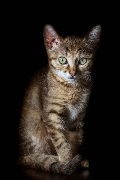 Portrait de chaton — Photo