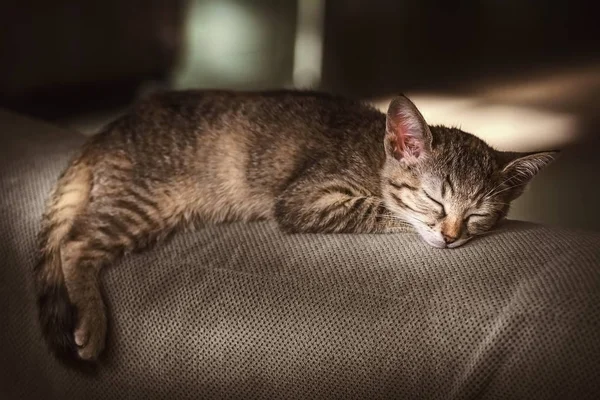 子猫の睡眠の肖像画 — ストック写真