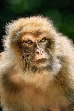 Barbar maymun (Macaca sylvanus)