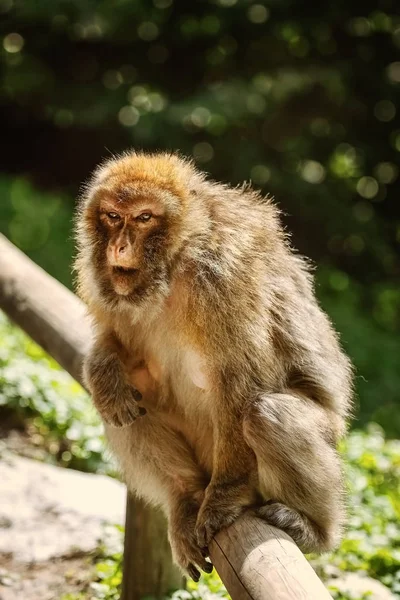 Macaque de Barbarie (Macaca sylvanus) — Photo