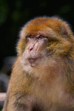 Barbar maymun (Macaca sylvanus)