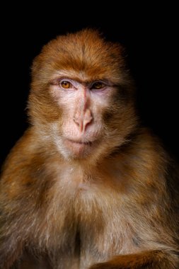 Barbar maymun (Macaca sylvanus)