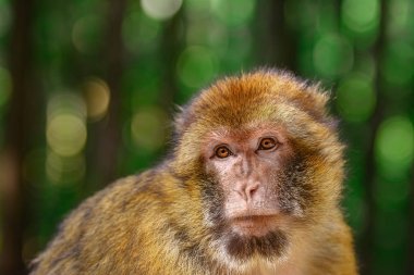 Barbar maymun (Macaca sylvanus)
