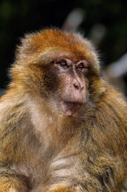 Barbar maymun (Macaca sylvanus)