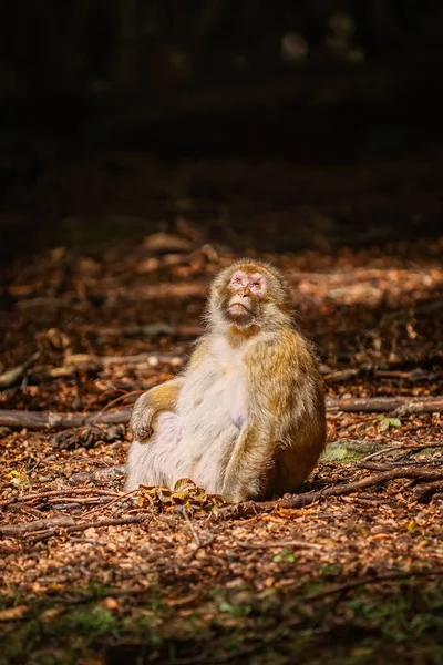 Μακάκοι μπαρμπέρηδες (Macaca sylvanus)) — Φωτογραφία Αρχείου