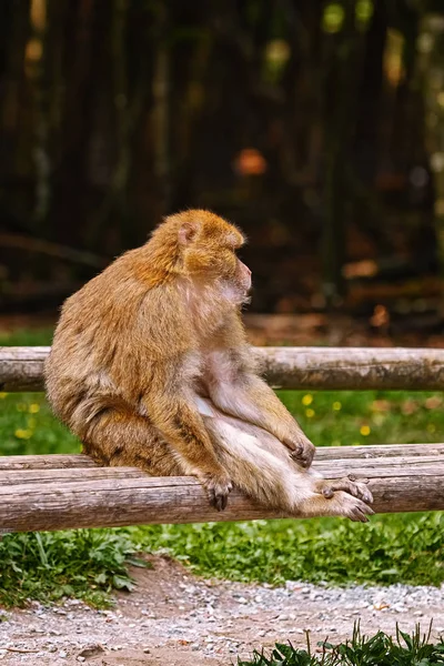 Macaco de Berbería (Macaca sylvanus) — Foto de Stock