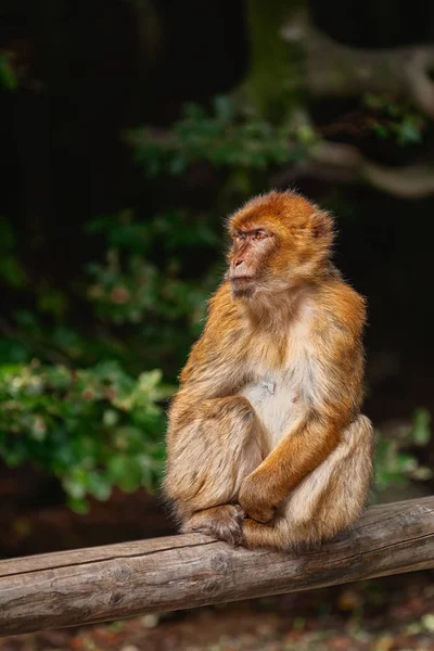 Barbary macaque (Macaca sylvanus)) — 图库照片