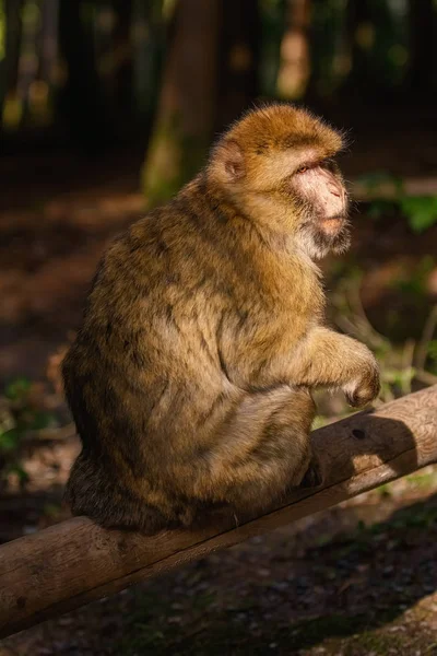 Berbermakaken (Macaca sylvanus)) — Stockfoto