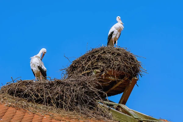 Storkar i boet — Stockfoto