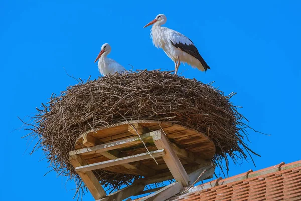 Ooievaars in het nest — Stockfoto