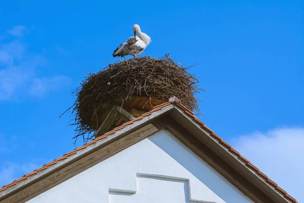 Cicogna nel nido — Foto Stock