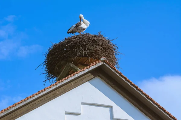 Storch im Nest — Stockfoto