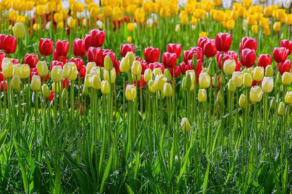 Diversi tipi di tulipani — Foto Stock