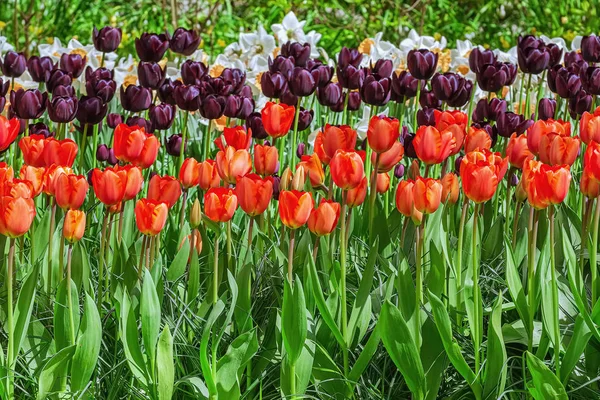 Různé druhy tulipánů — Stock fotografie