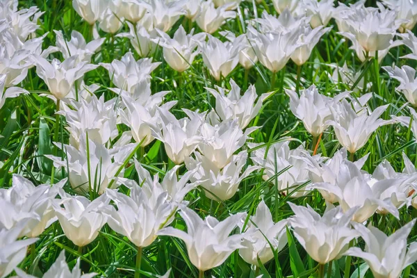 Flowerbed van witte tulpen — Stockfoto