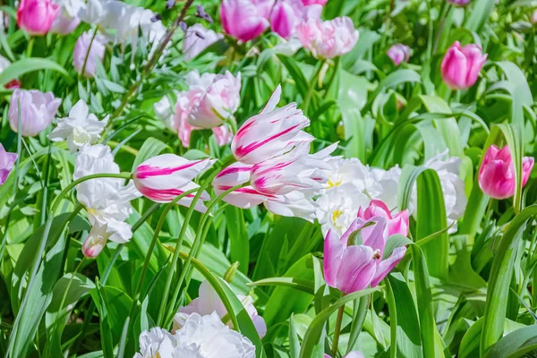 Blumenbeet mit Tulpen — Stockfoto