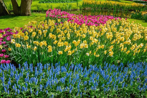 Canteiro de narciso e tulipas — Fotografia de Stock