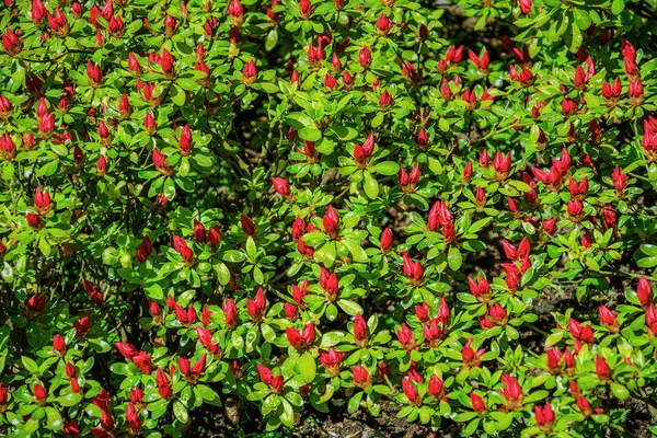 Parterre de tulipanes en el jardín — Foto de Stock