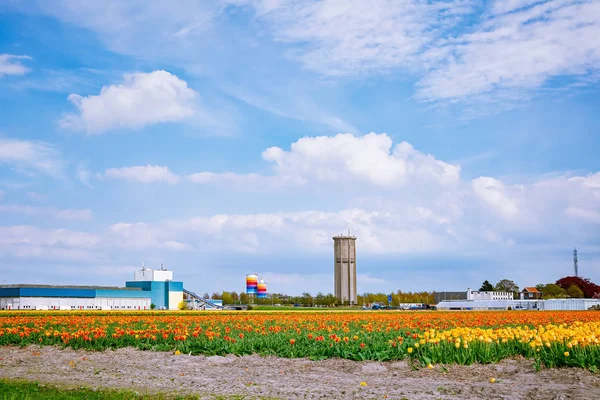 Tulipánové pole a továrna — Stock fotografie