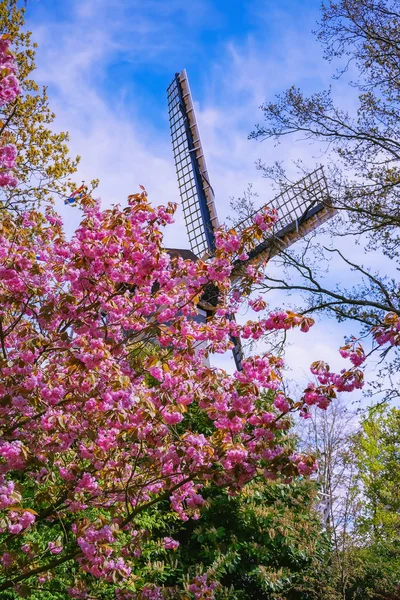 Primavera en los Países Bajos — Foto de Stock