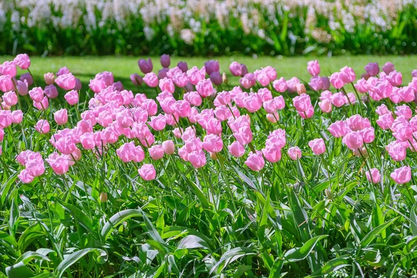 ピンクのチューリップの花壇 — ストック写真