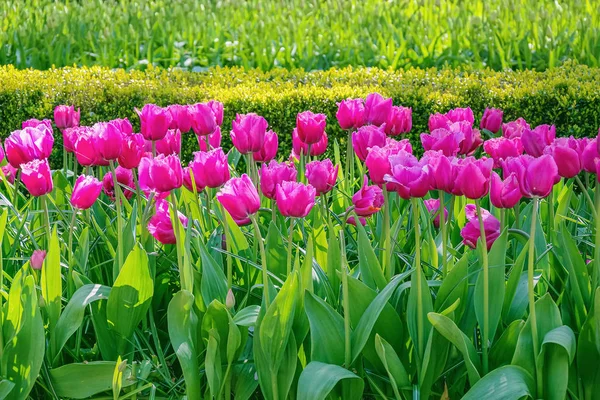 Pembe Laleler flowerbed — Stok fotoğraf