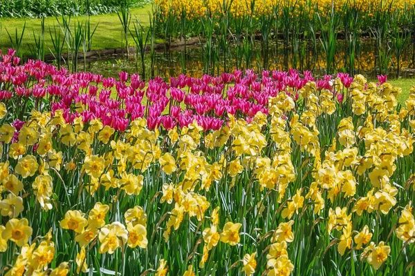 Květináč narcisů a tulipánů — Stock fotografie