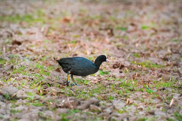 Coot euroasiático en la orilla —  Fotos de Stock