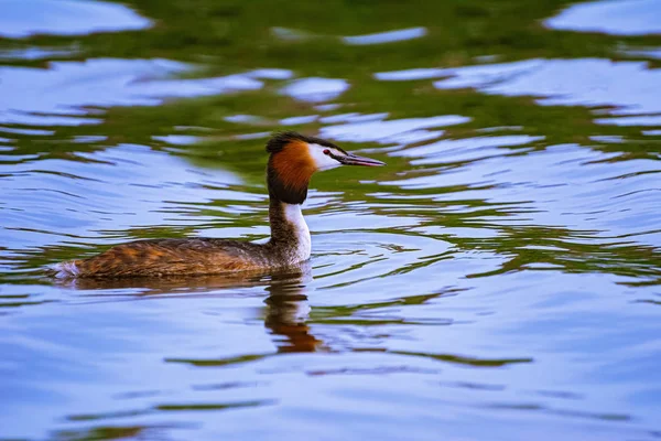 Wielkim crested grebe — Zdjęcie stockowe