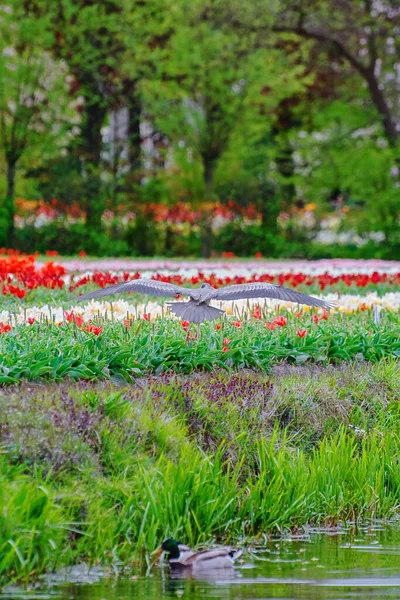 Герон біля поля тюльпанів. — стокове фото