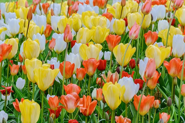 Aiuola di tulipani in giardino — Foto Stock