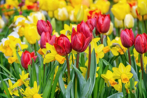 Narciso y Tulipanes Lecho de flores — Foto de Stock