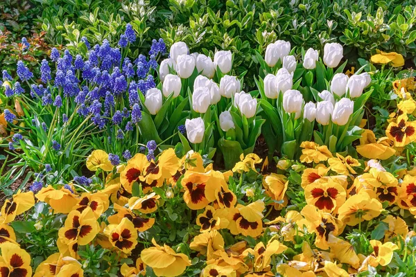 Muscari Armeniacum, Pansies y Tulipanes Lecho de flores — Foto de Stock