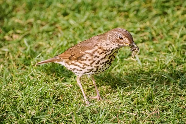 Song Spruw Het Gras Zoek Naar Een Voedsel — Stockfoto