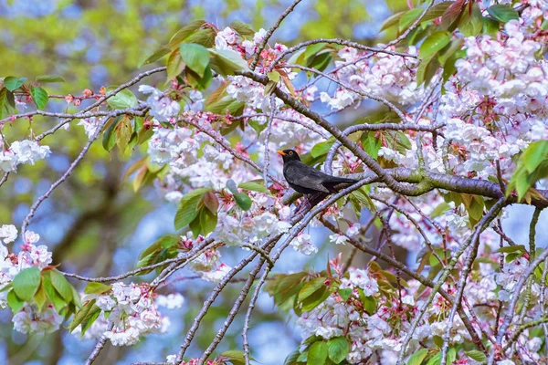 Sakura Dalında Yaygın Bir Karatavuk — Stok fotoğraf