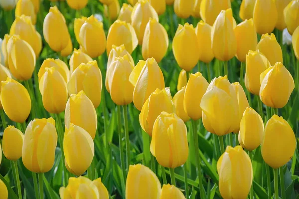 Flowerbed Yellow Tulips Garden Springtime Netherlands — Stock Photo, Image