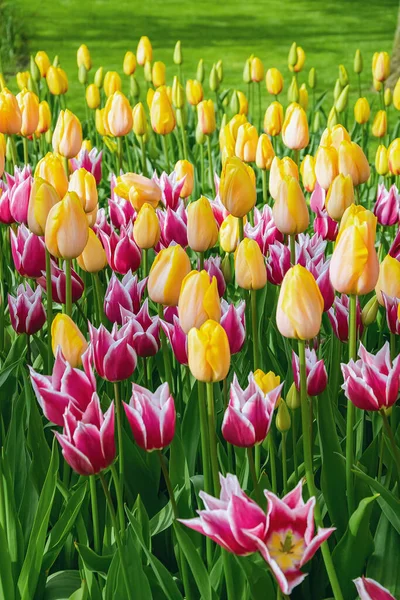 Parterre Tulipanes Jardín Primavera Holanda — Foto de Stock