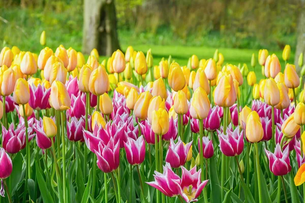 Parterre Tulipanes Jardín Primavera Holanda — Foto de Stock