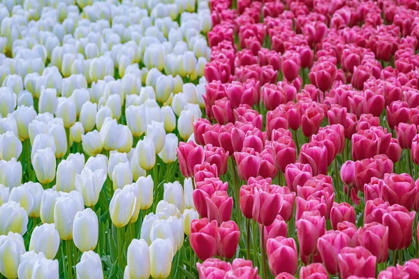Květinové Záhony Červenobílých Tulipánů Zahradě Jaro Nizozemsku — Stock fotografie