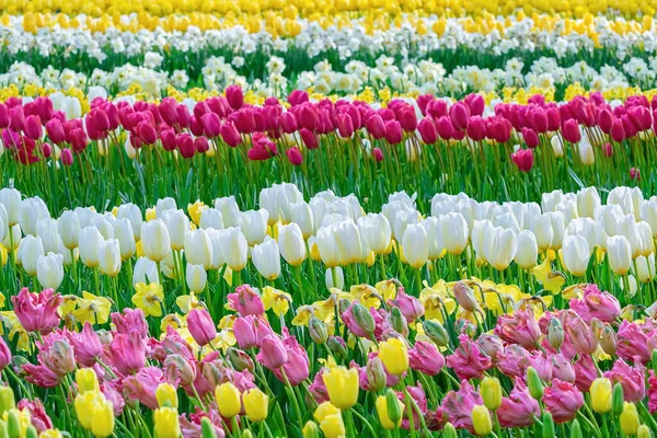 Aiuola Tulipani Giardino Primavera Nei Paesi Bassi — Foto Stock