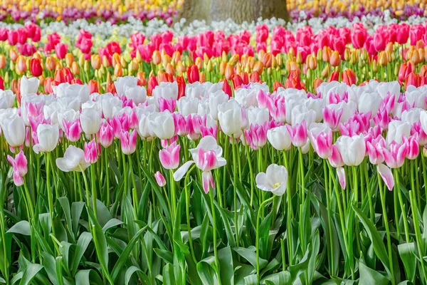 Květinové Záhony Tulipánů Zahradě Jaro Nizozemsku — Stock fotografie