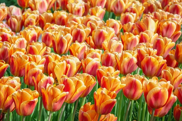 Flowerbed Tulips Garden Springtime Netherlands — Stock Photo, Image
